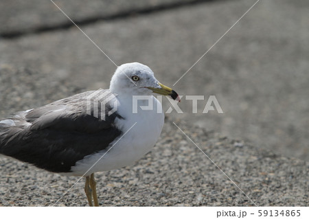 海鳥 海鳥 59134865