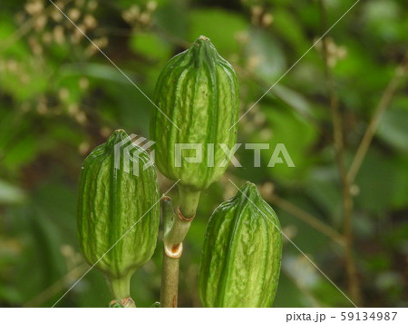 おおうばゆり 59134987