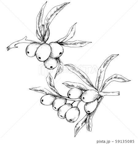 Hippophae plant vector icon on white background. 59135085