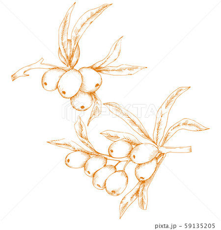 Orange hippophae plant. Vector icon on white background. 59135205