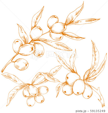 Orange hippophae plant. Vector icon on white background. Orange hippophae plant. Vector icon on white background. 59135249