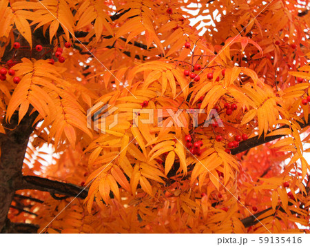 Autumn scene in Mellerud, Sweden.  59135416