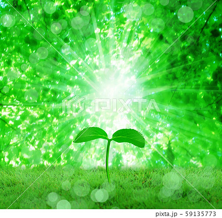 若葉から芽生えるのイラスト素材