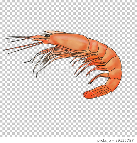 Shrimp 59135787