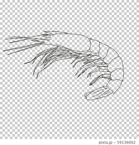 海*ん様 海老さんページ　手描きイラストA4 海老 手書き風イラスト - No: 24038518｜無料イラスト・フリー