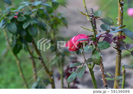 バラの花（ノスタルジー）　2019年　秋 59136099