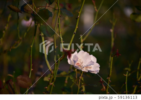 バラの花（エレン ウィルモット）　2019年　秋 59136113