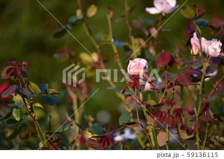 バラの花（エレン ウィルモット）　2019年　秋 59136115