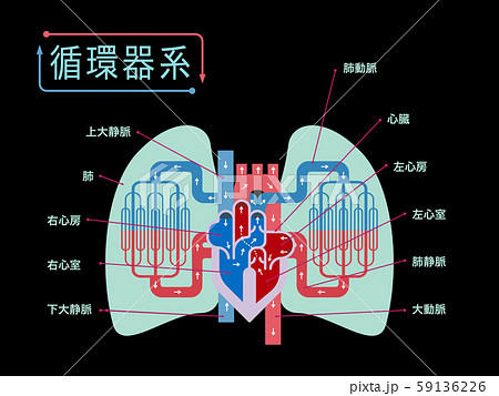 黒バックに日本語で各部位の名称が記載されている心臓と肺にフォーカスした循環器系のシンプルなイラストのイラスト素材