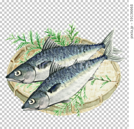 Mackerel mackerel mackerel hiba colander watercolor 59136668