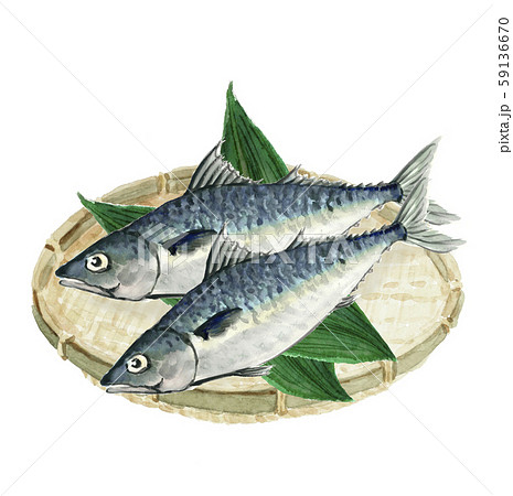 鯖 サバ マサバ 笹 ざる 水彩のイラスト素材