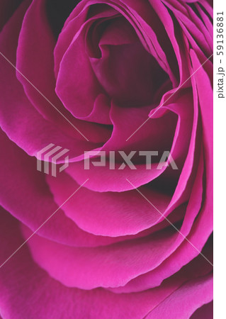 Pink rose flower petals macro background, toned Pink rose flower petals macro background, toned 59136881