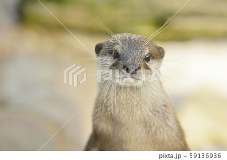 カワウソ_コツメカワウソ カワウソ_コツメカワウソ 59136936