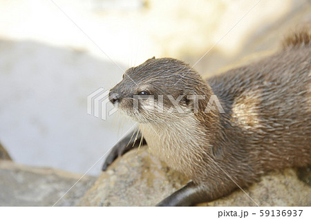 カワウソ_コツメカワウソ 59136937