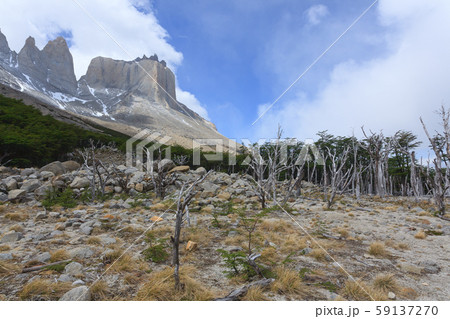 Burned woodland, French Valley, Torres del Paine, 59137270