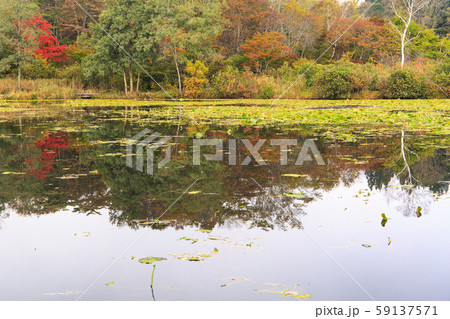 いもり池 紅葉 いもり池 紅葉 59137571