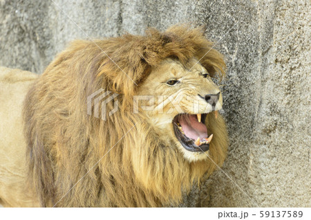吠える雄のライオン の写真素材
