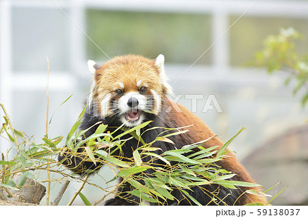 レッサーパンダ 赤パンダ の写真素材