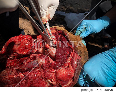 The cow's brain sample opens for testing and The cow's brain sample opens for testing and 59138056