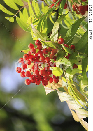 ナナカマドの実 の写真素材