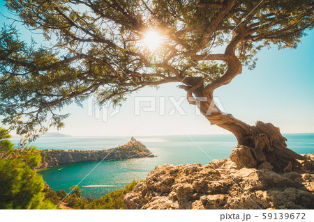 Juniper bonsai tree on the edge of a cliff with the sun in the branches Juniper bonsai tree on the edge of a cliff with the sun in the branches 59139672