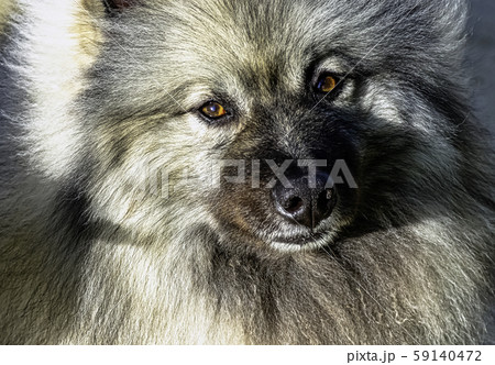 Keeshond - medium-sized dog with a plush, two-layer coat of silver and black fur and curled tail 59140472