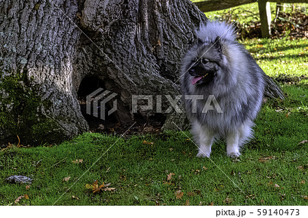 Keeshond - medium-sized dog with a plush, two-layer coat of silver and black fur and curled tail Keeshond - medium-sized dog with a plush, two-layer coat of silver and black fur and curled tail 59140473