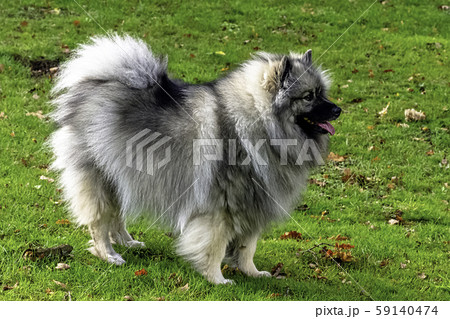 Keeshond - medium-sized dog with a plush, two-layer coat of silver and black fur and curled tail 59140474