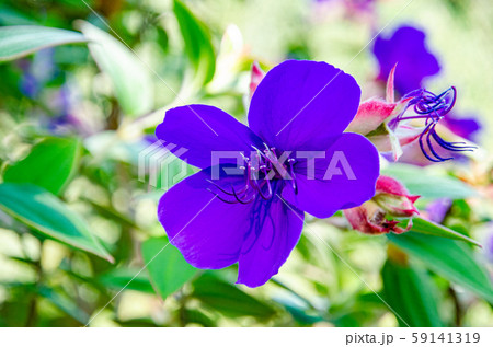 プリンセスフラワーの花 59141319