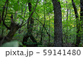Forest 59141480