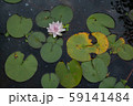 Water lily 59141484