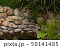 Turtle 59141485