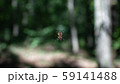 Spider 59141488