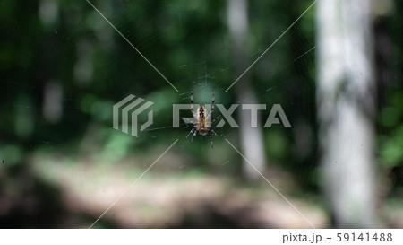 Spider Spider 59141488