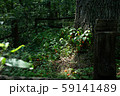 Wood forest 59141489