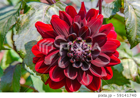 赤いダリアの花 赤いダリアの花 59141740