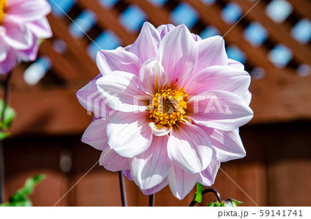 ピンク色の花 ピンク色の花 59141741