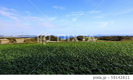 大地の大根（秋） 59142611