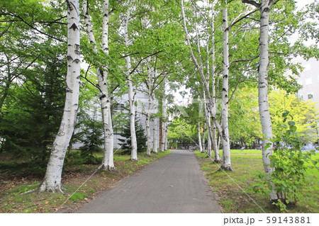 白樺の木 白樺の木 59143881