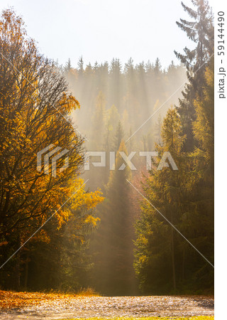 Autumn forest scene. Ray of lights in morning haze Autumn forest scene. Ray of lights in morning haze 59144490