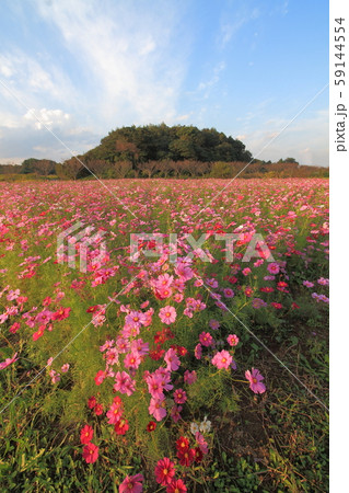 コスモスの花 59144554