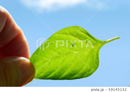 Dangerous insect on human skin. Mite hid on the leaf of the plant, encyphalitis mite. tick 59145132