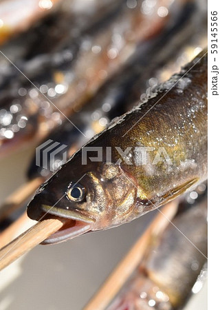 アユの塩焼き 高尾野町 出水市 鹿児島県 アユの塩焼き 高尾野町 出水市 鹿児島県 59145566