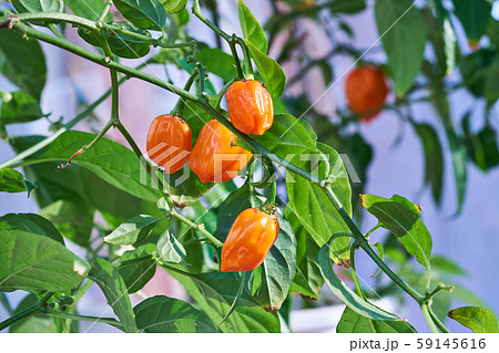Habanero plant featuring fresh, ripe habanero peppers, ready for picking. 59145616