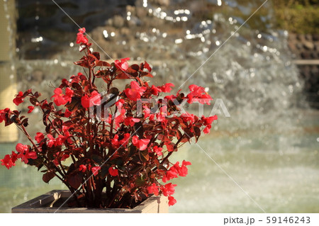 国営みちのく杜の湖畔公園 59146243