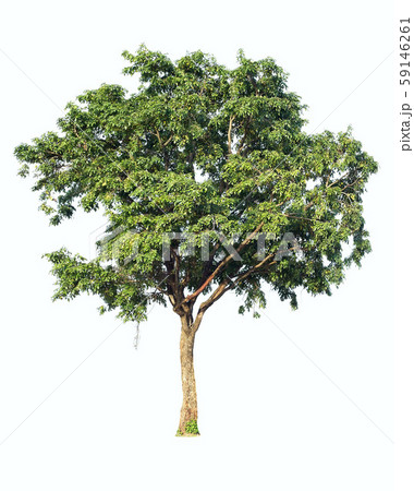 isolated big tree on White Background. isolated big tree on White Background. 59146261