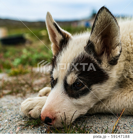 Greenland dog - a husky sled dog puppy in Ilulissat Greenland Greenland dog - a husky sled dog puppy in Ilulissat Greenland 59147188