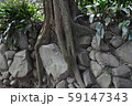 木の根 59147343