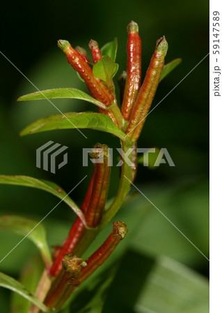 自然 植物 チョウジタデ、十月下旬の実です。晩秋に紅葉する葉に先駆けて真っ赤になりました 自然 植物 チョウジタデ、十月下旬の実です。晩秋に紅葉する葉に先駆けて真っ赤になりました 59147589