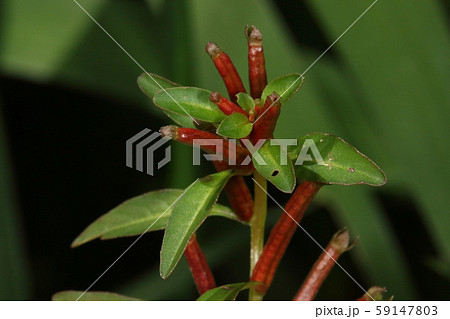 自然　植物　チョウジタデ、十月下旬の実です。細長い棒状で色は鮮やかな赤です 59147803